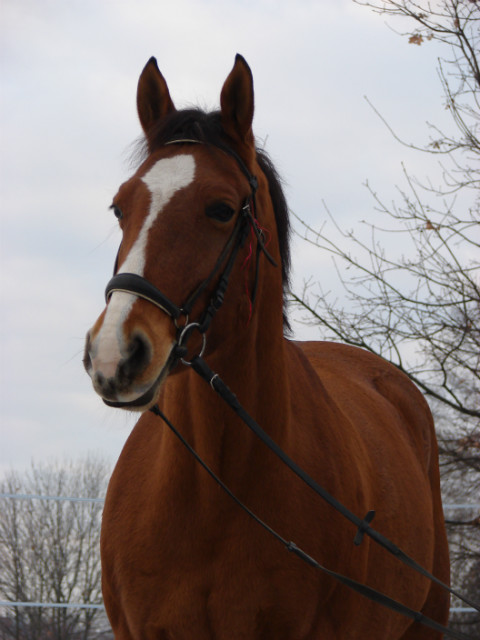 Hossa 