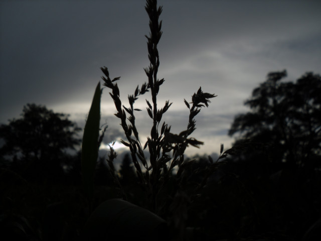 Natura