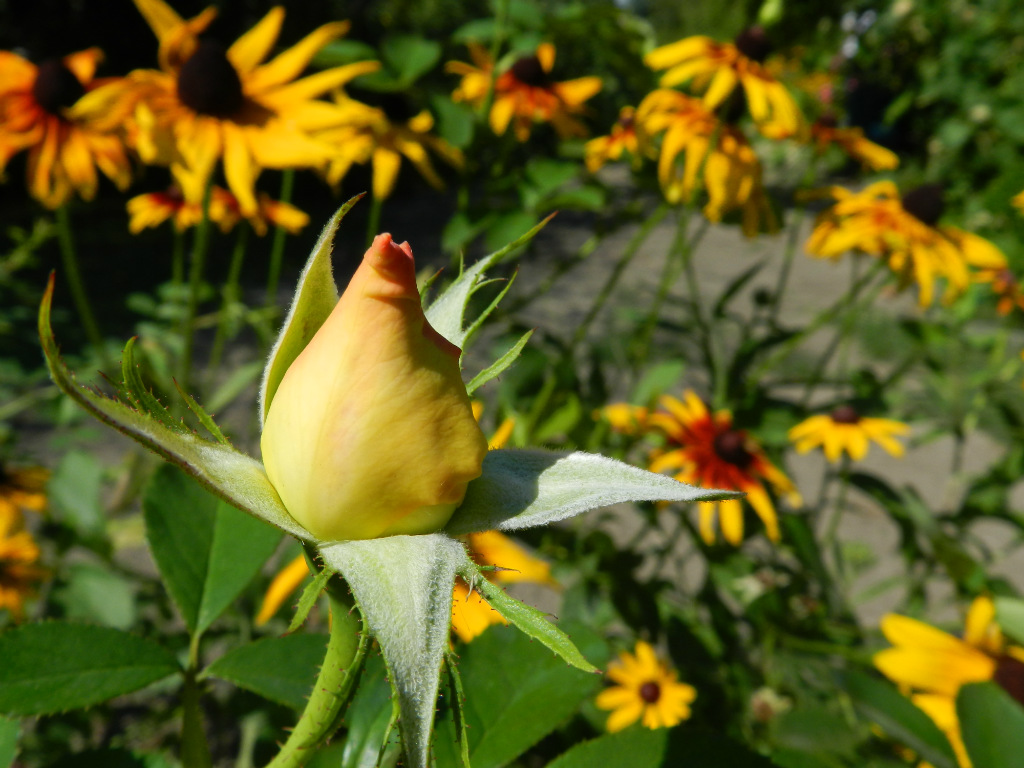 ra i rudbekie