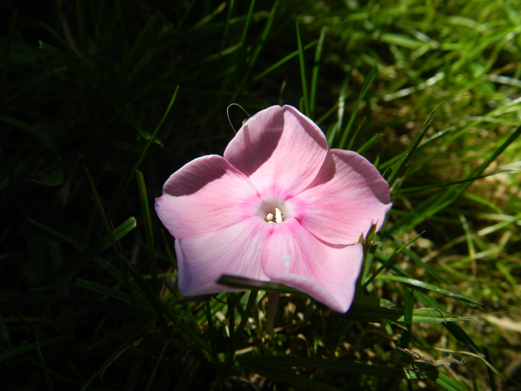 floks wiechowaty