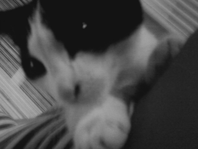 Kiciu :**