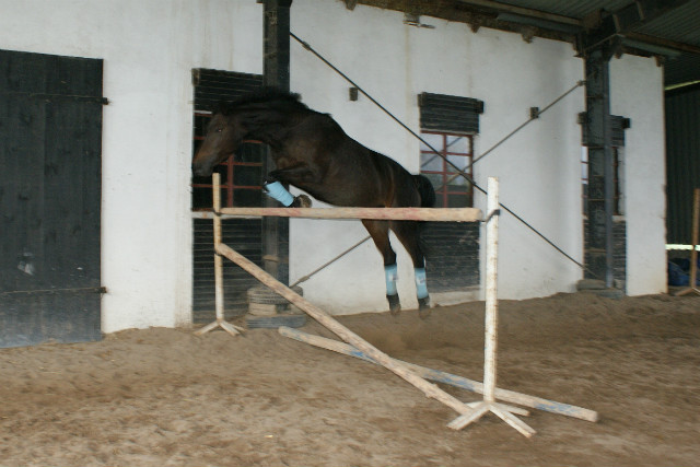 Dasia