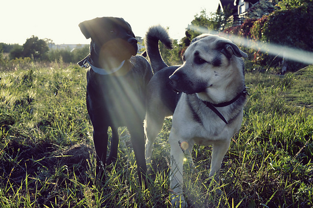dogs