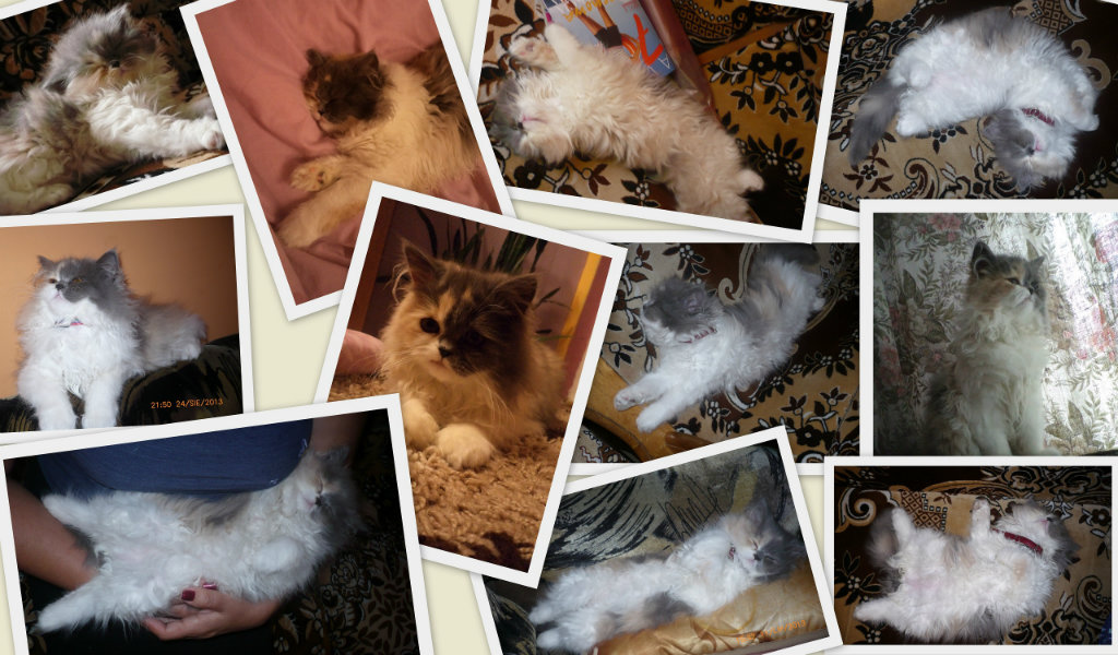 TOSIA :*