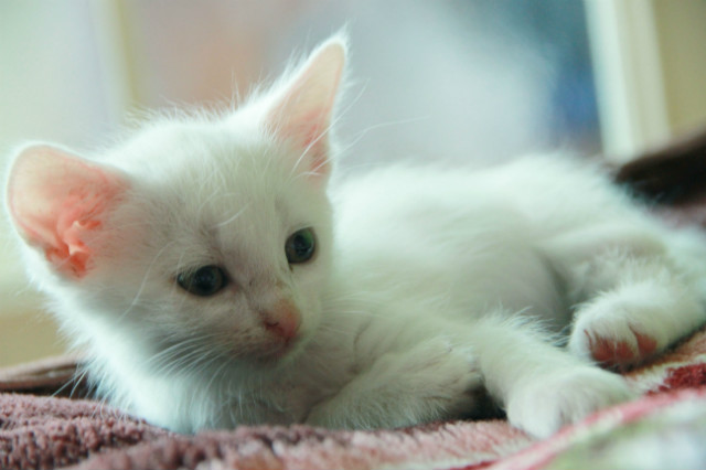 Kicia 