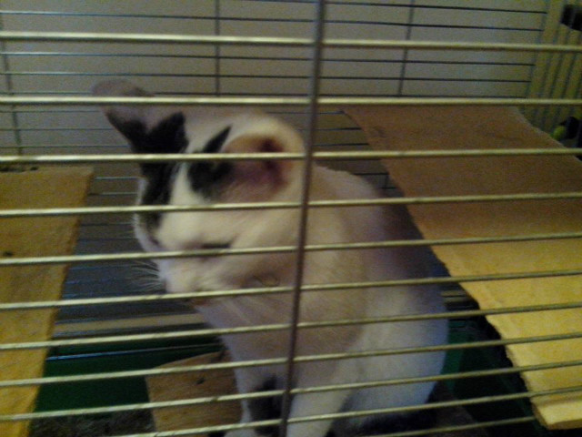 Kotek