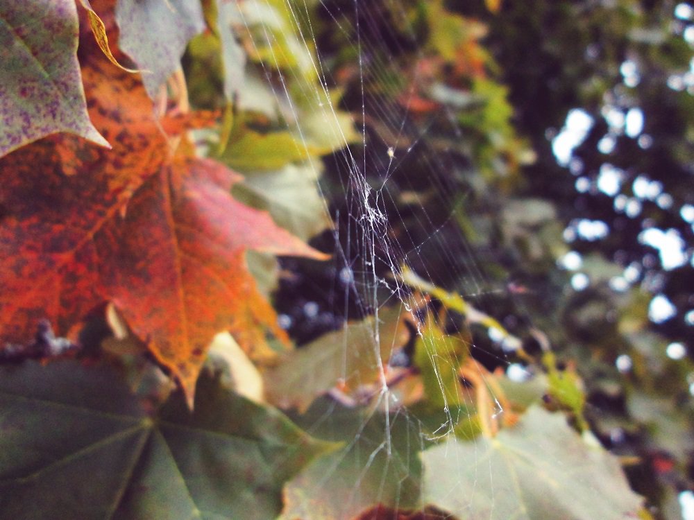 Spiderweb.