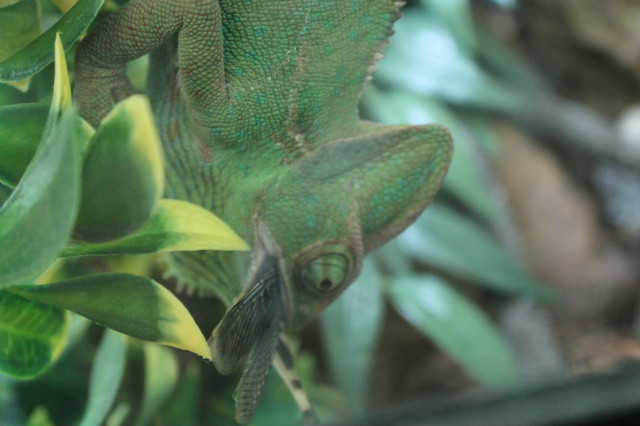 Kameleon :)