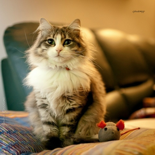 Iwona