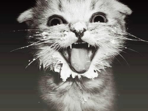 mrrrra:3