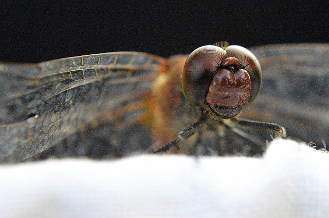 Macro