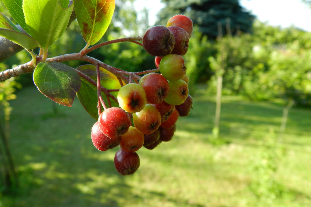 aronia