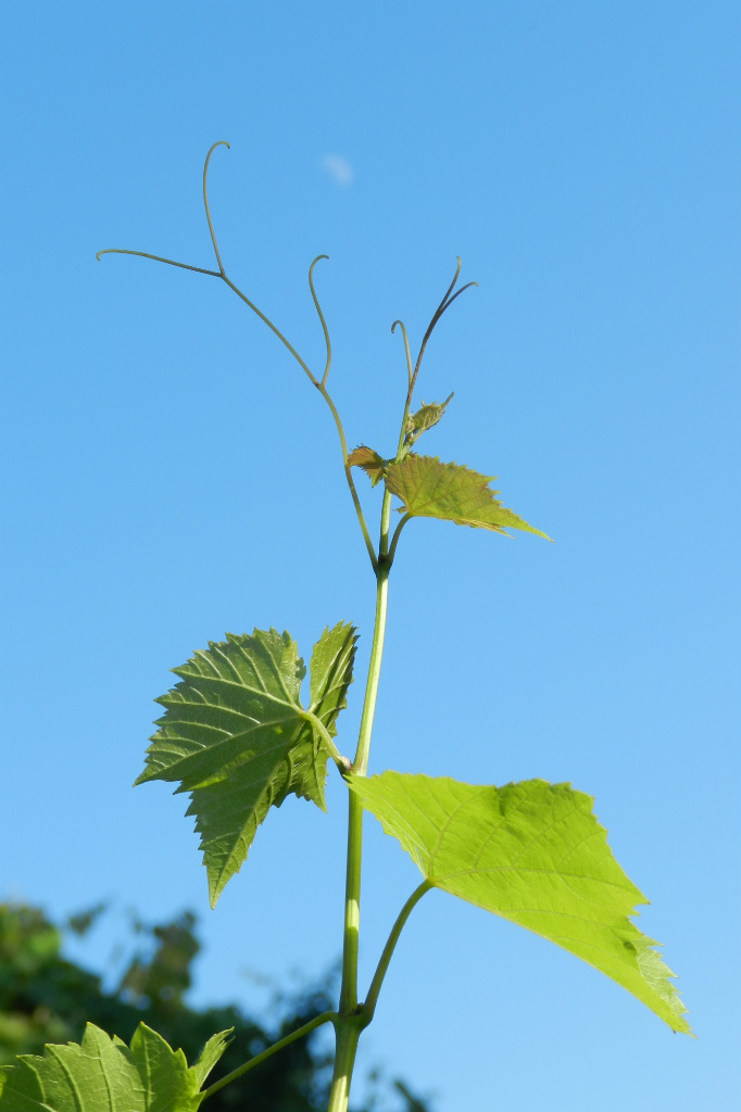 winogron