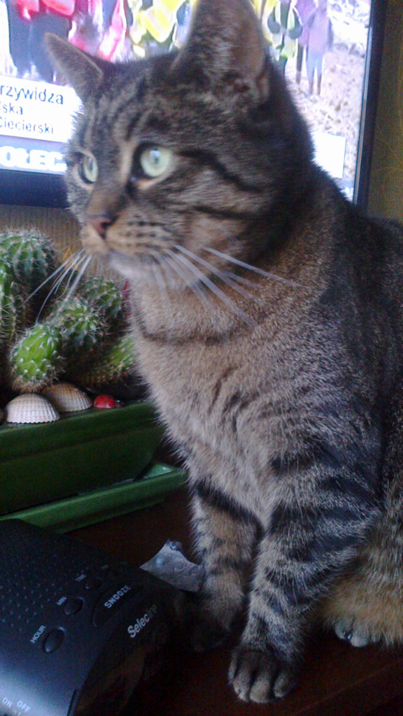 cat freaky