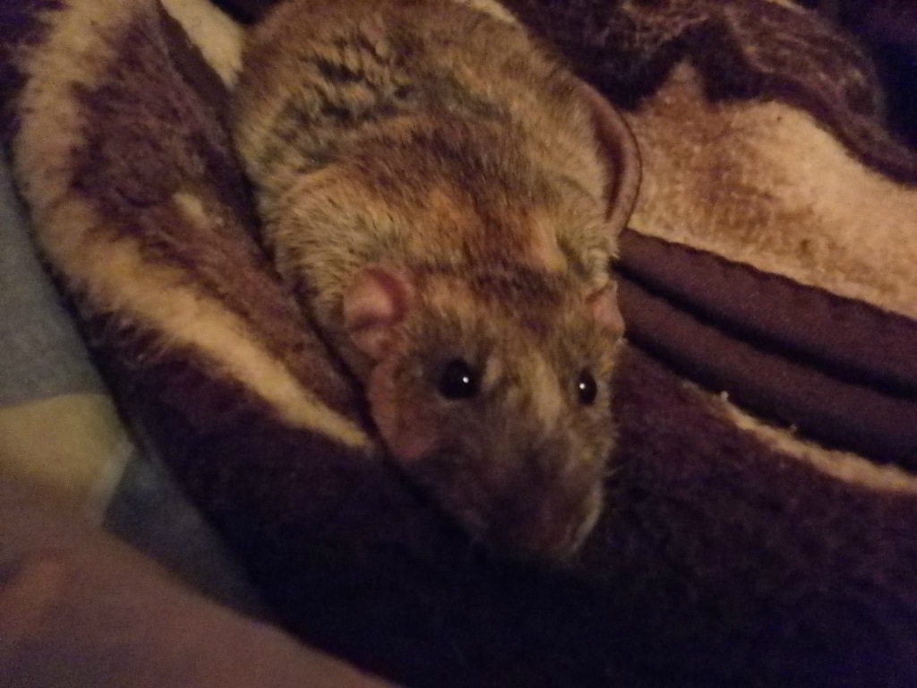 Jerry < 3