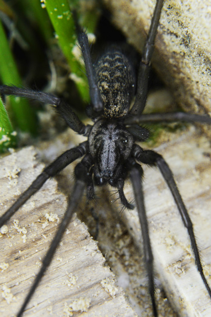 5,5 cm