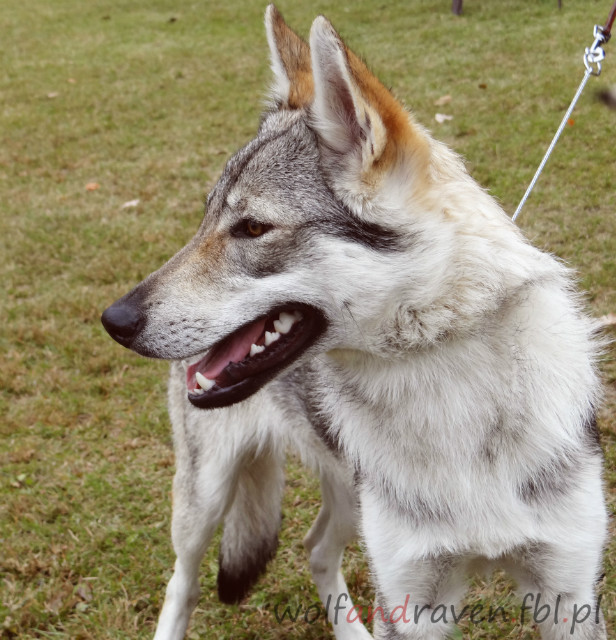 Wolfdog.