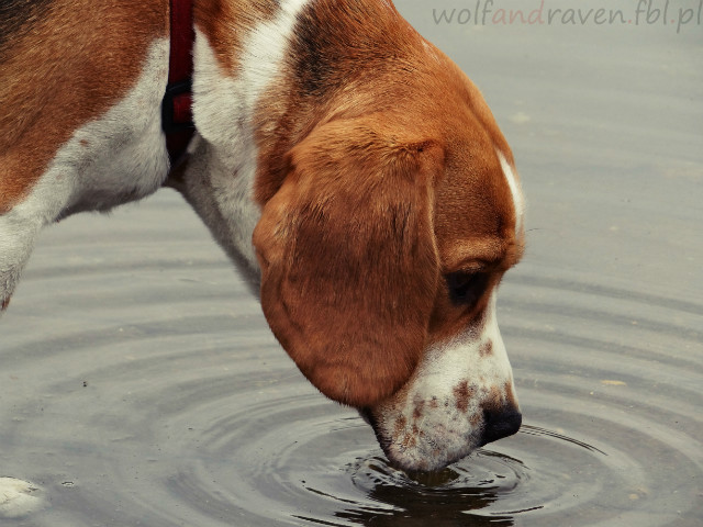 Beagle.