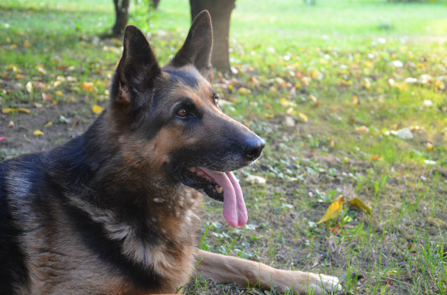 Dog's autumn.