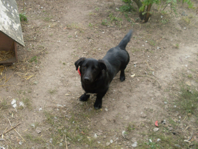 Roku;*