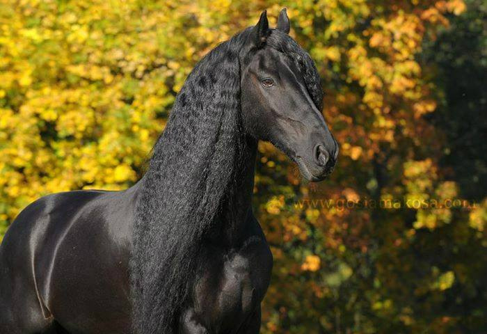 You&Your HORSE