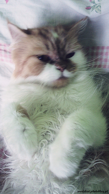 Inka