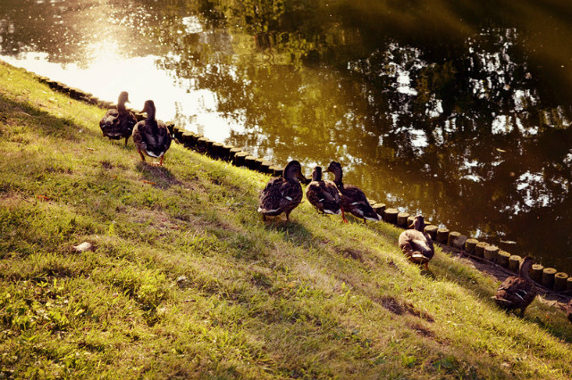 Dream of life~