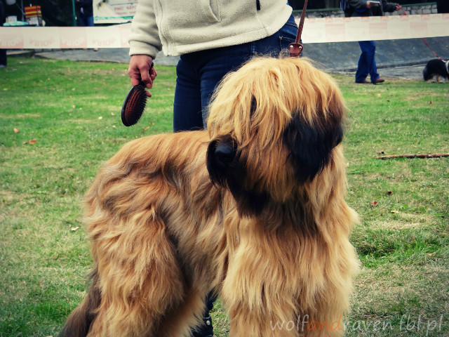 Briard.