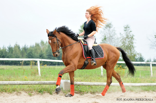 Romanowe galopady