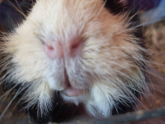 Piorun