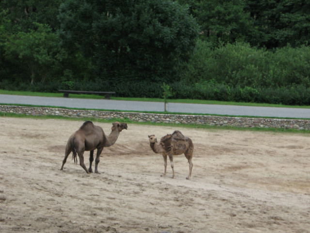 Nowe Opowiadanie. Cz.1