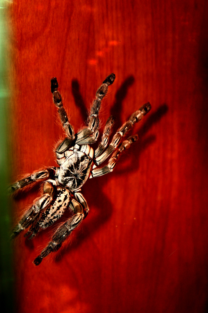 Heteroscodra maculata