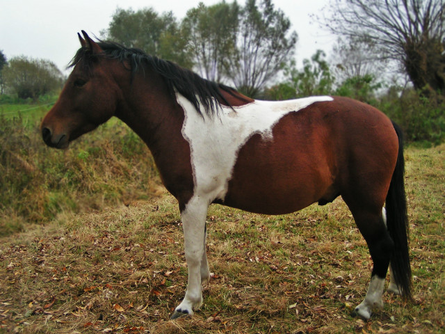 BoleczeG