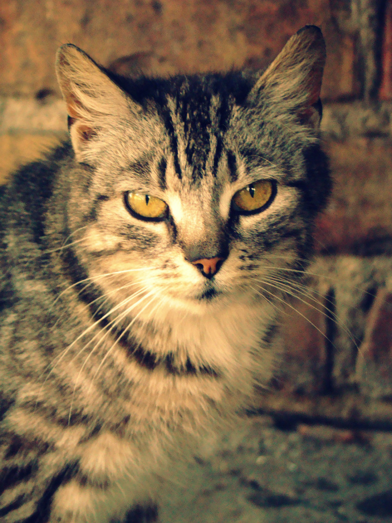 Mraaaaauuuu. ;)