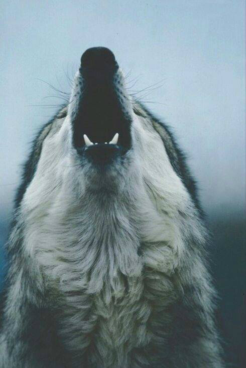 Cytaty.