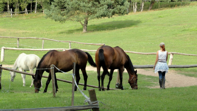 Herd.