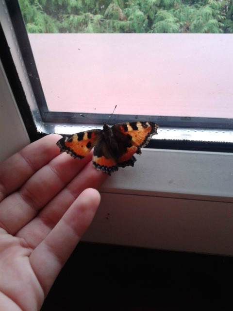 butterfly