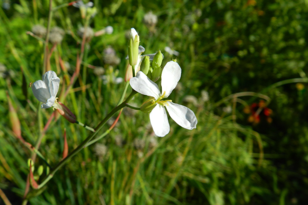 rzeucha kowa