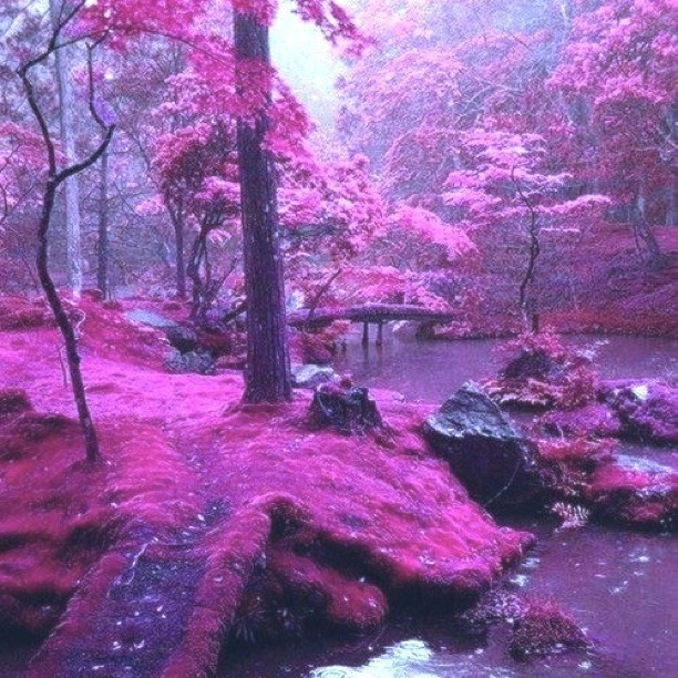 purpurowy