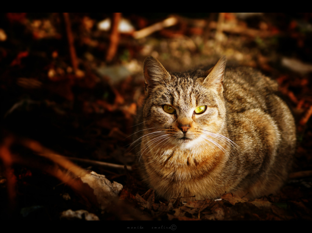 kocica :)