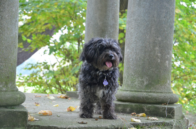 Dog in stone.