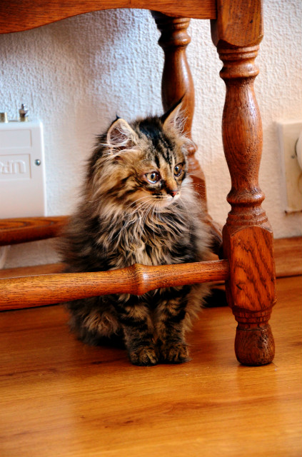 Lola :)