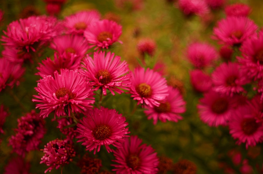 flowers and me