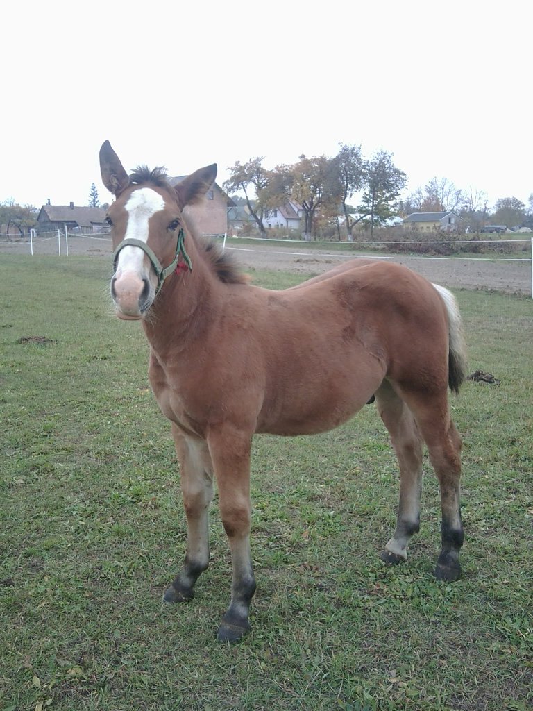Zibi
