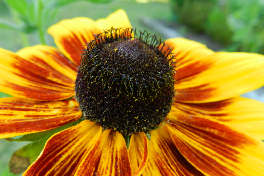 rudbekia