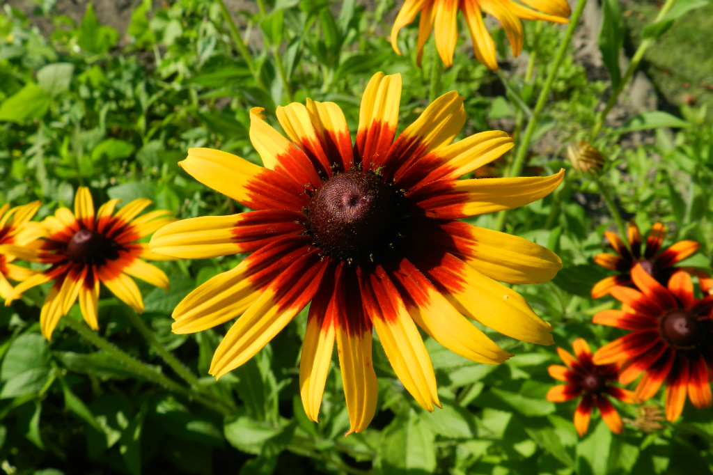 rudbekia