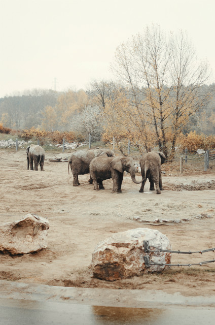 zoo