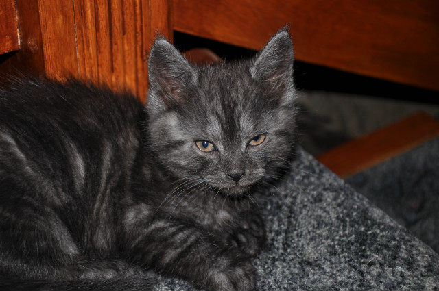 Kote.