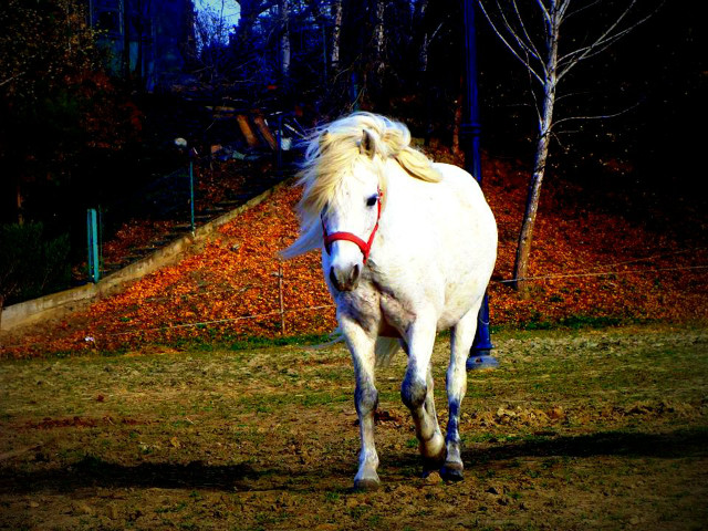 Piorun 