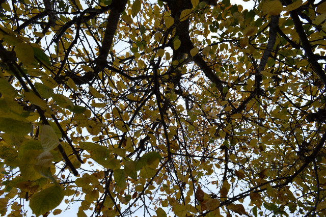 autumn.